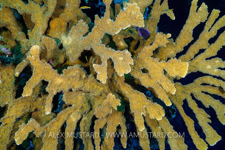 Elkhorn Coral. Cayman Islands