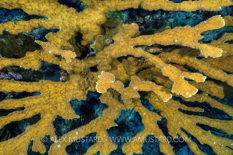 Elkhorn Coral. Cayman Islands