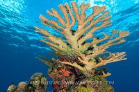 Elkhorn On The Reef. Cayman Islands