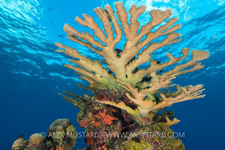 Elkhorn On The Reef. Cayman Islands