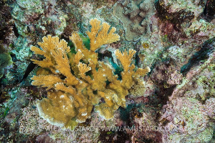 New Elkhorn Coral. Cayman Islands