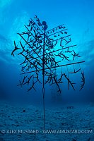 Coral Propagation Tree. Cayman Islands