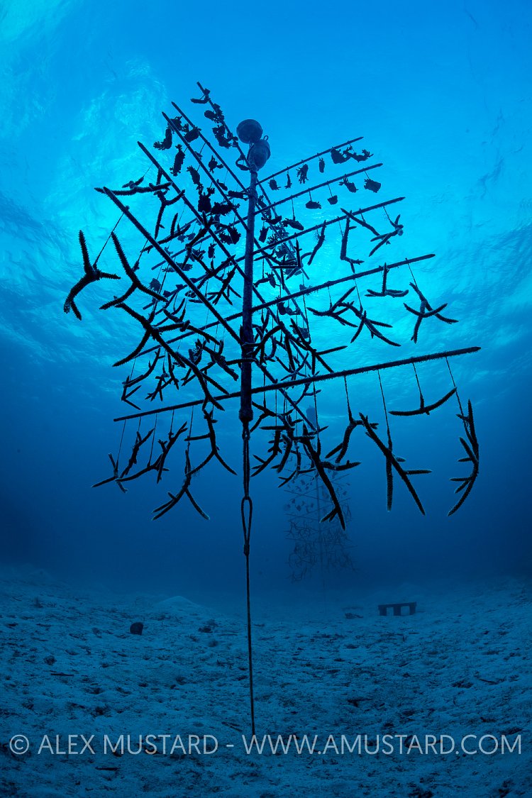 Coral Propagation Tree. Cayman Islands