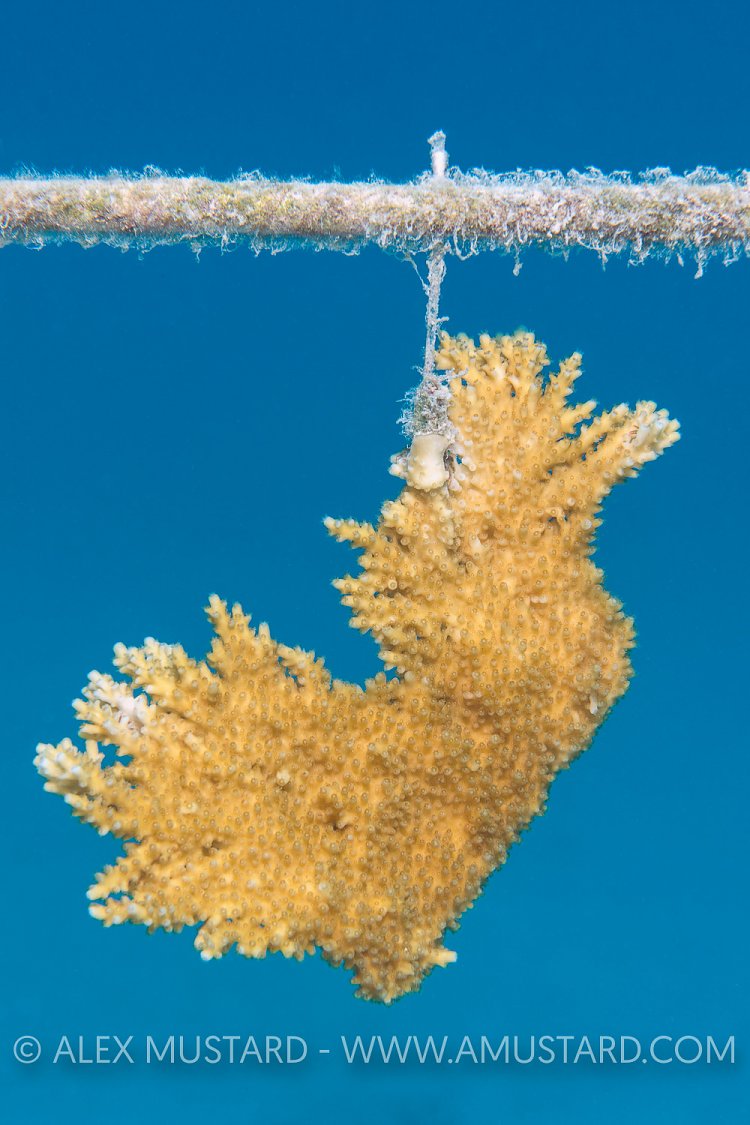 Elkhorn Coral Propagation. Cayman Islands