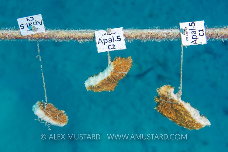 Elkhorn Coral Propagation. Cayman Islands