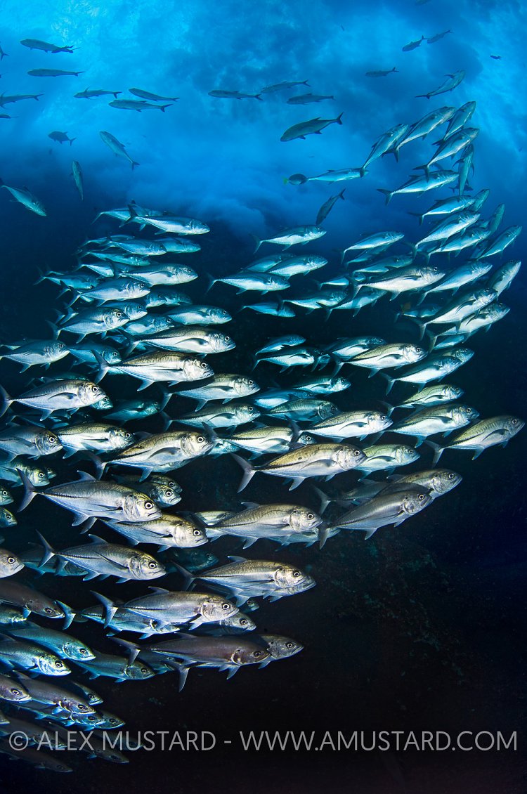Bigeye Jacks Below Waves. Mexico.