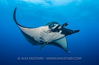 Manta. Mexico