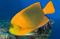 Clarion Angelfish. Mexico