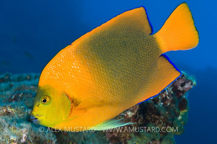 Clarion Angelfish. Mexico