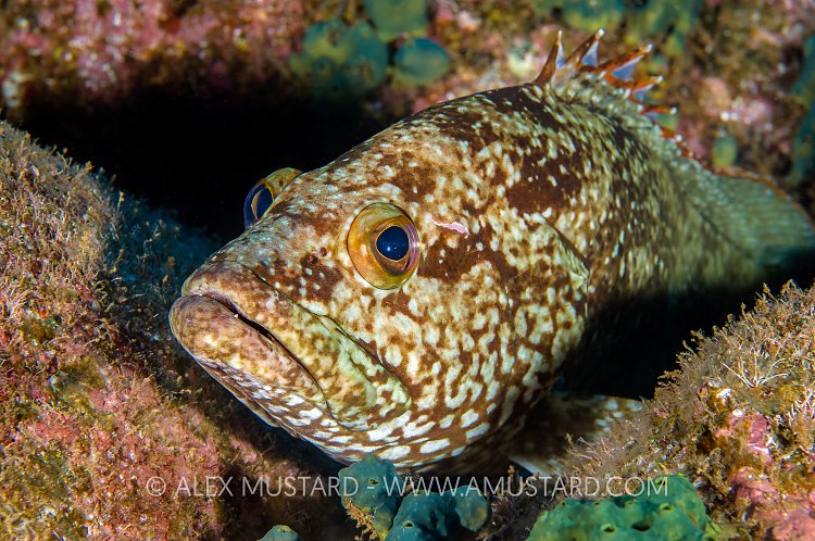 Pacific Mutton Hamlet. Mexico