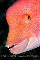 Mexican Hogfish Face. Mexico