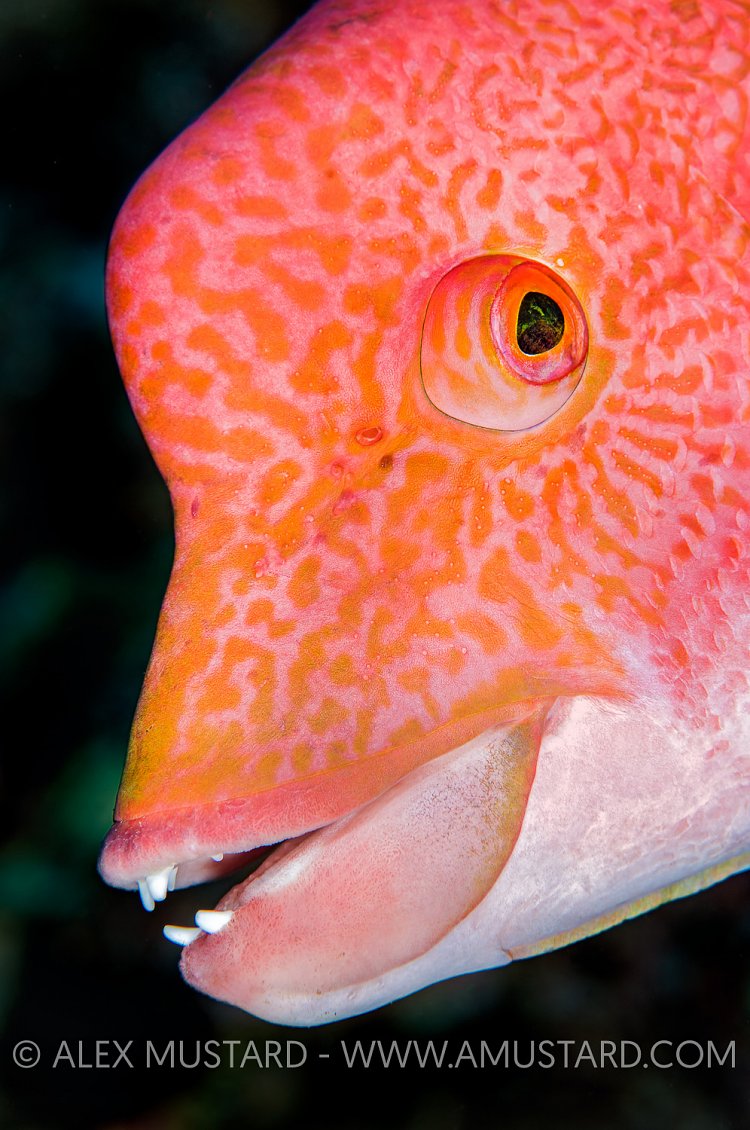 Mexican Hogfish Face. Mexico