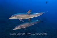 Bottlenose Dolphins. Mexico