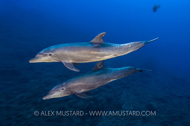 Bottlenose Dolphins. Mexico