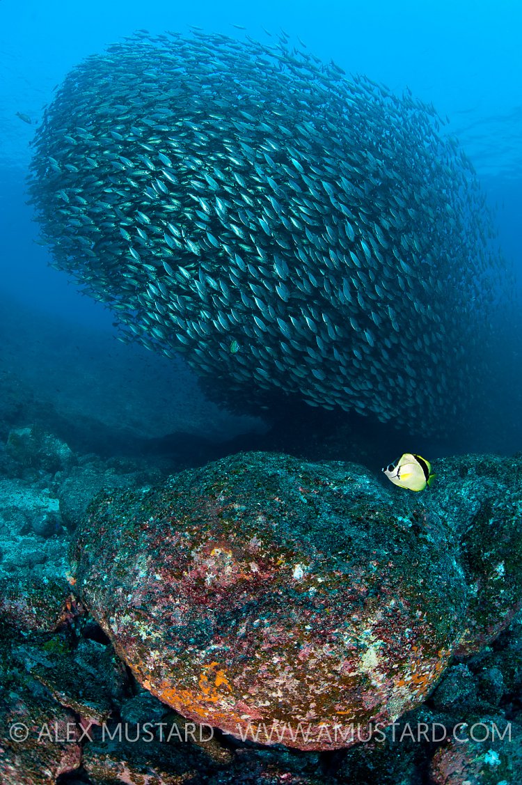 Green jacks, Mexico.