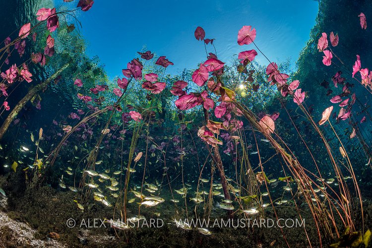 Cenote Scene. Mexico