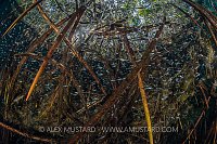 LIvebearers Shelter In Mangrove Roots. Mexico