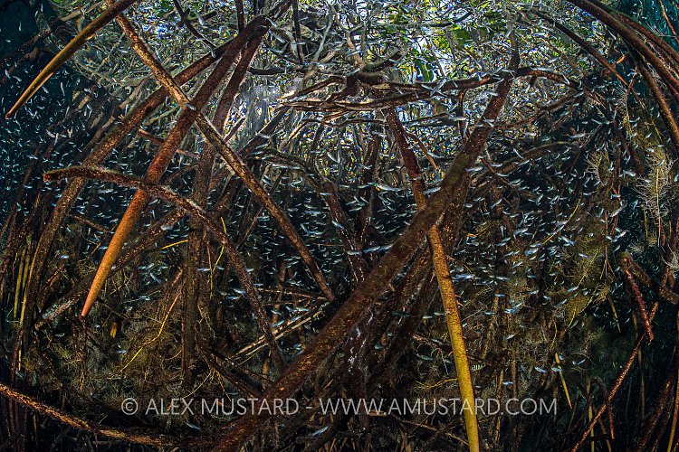 LIvebearers Shelter In Mangrove Roots. Mexico