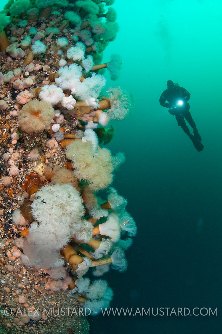 Frankenwald Wreck Mast. Norway