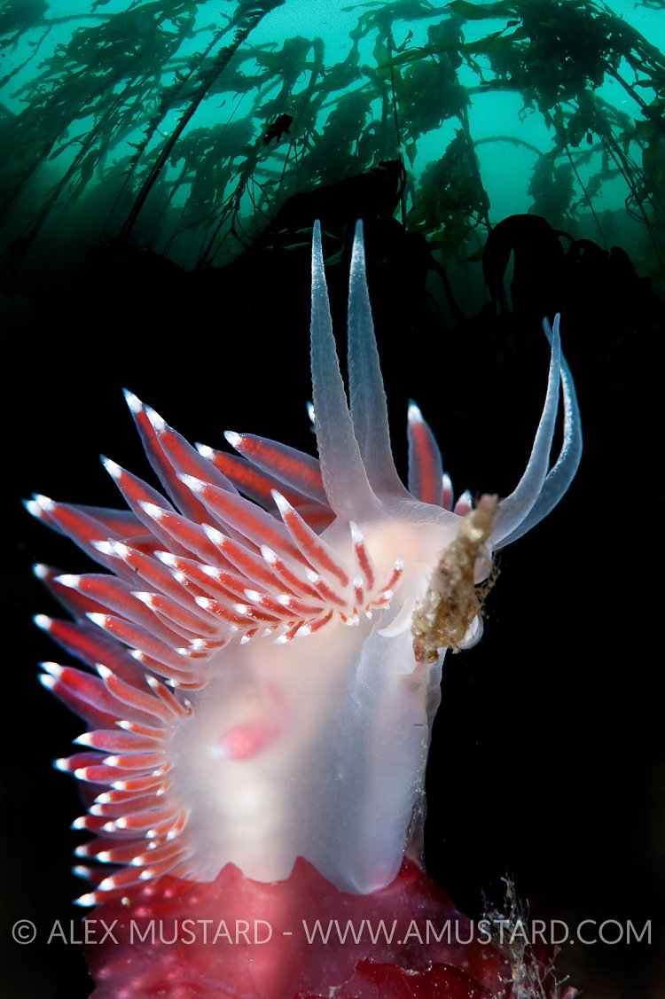 A fun double exposure of a norwegian nudibranch (Flabellina nobilis: Coryphella nobilis) and Canadian bull kelp. Canada/Norway