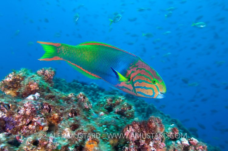 Moon Wrasse Portrait. Australia