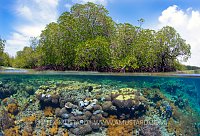 Mangroves And Corals. Indonesia