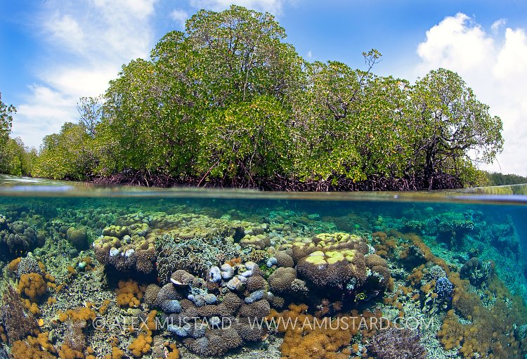 Mangroves And Corals. Indonesia
