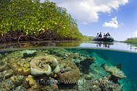 Exploring The Mangroves. Indonesia