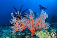 Seafan Scene. Indonesia