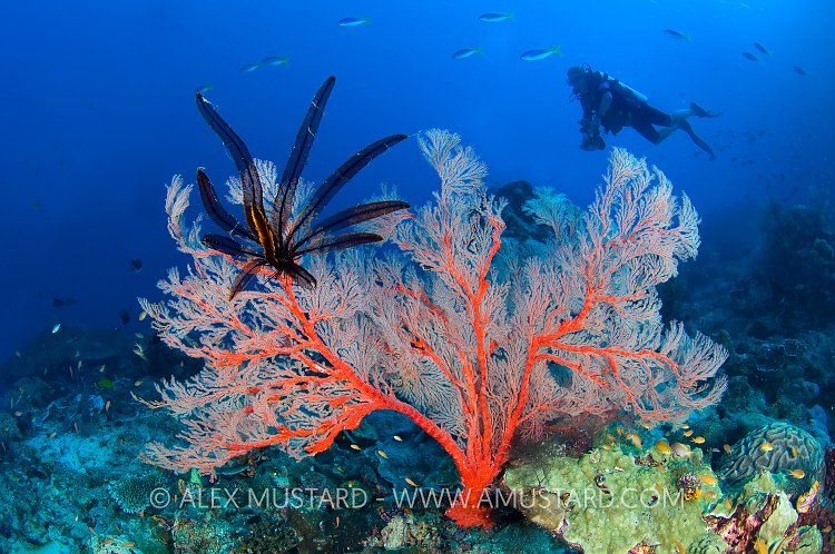 Seafan Scene. Indonesia