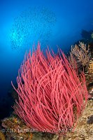 Whip Coral Reef Scene. Indonesia