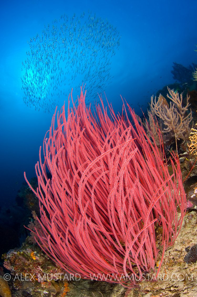 Whip Coral Reef Scene. Indonesia