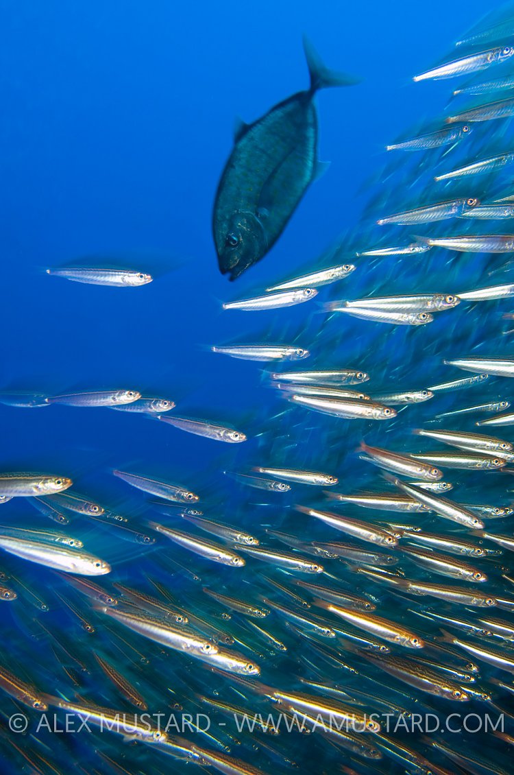 Hunting Jack. Indonesia