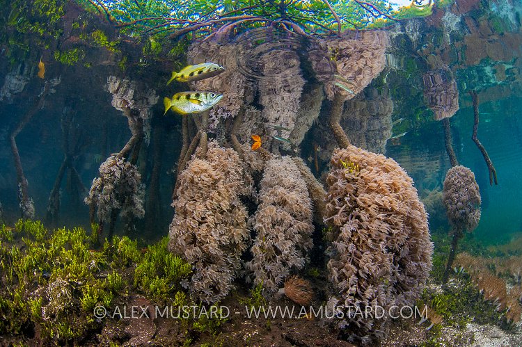 Archerfish In Mangroves. Indonesia