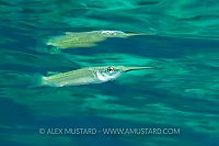 Halfbeak Portrait. Indonesia
