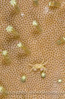 Featherweight Decorator Boxer. Indonesia