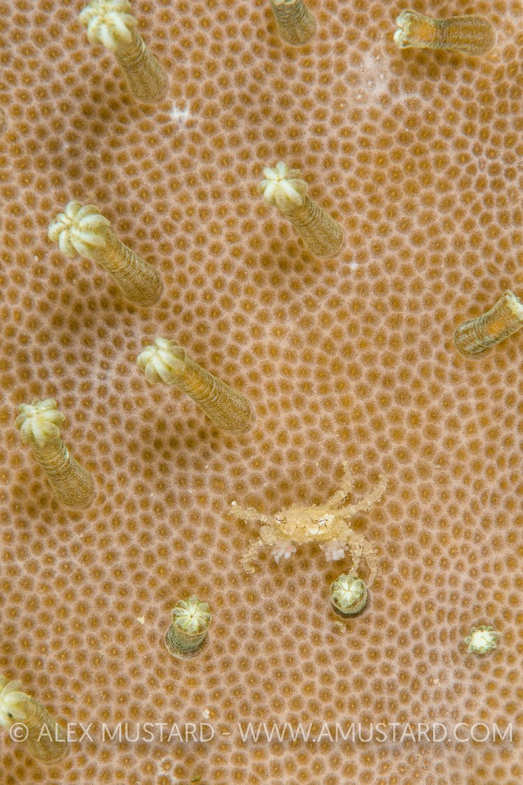 Featherweight Decorator Boxer. Indonesia