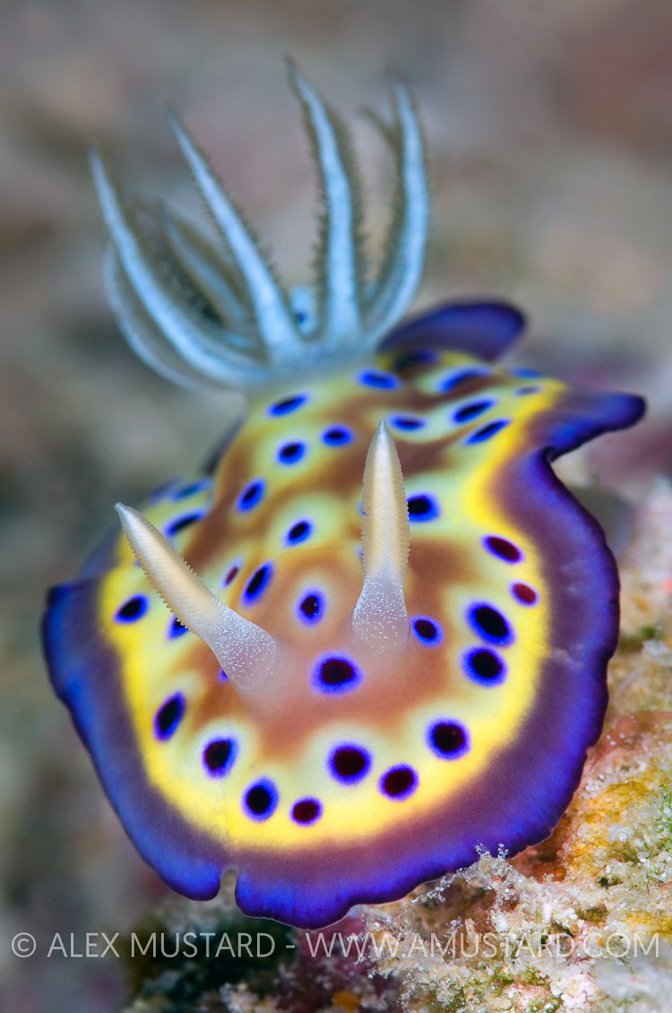 Nudibranch Portrait. Malaysia