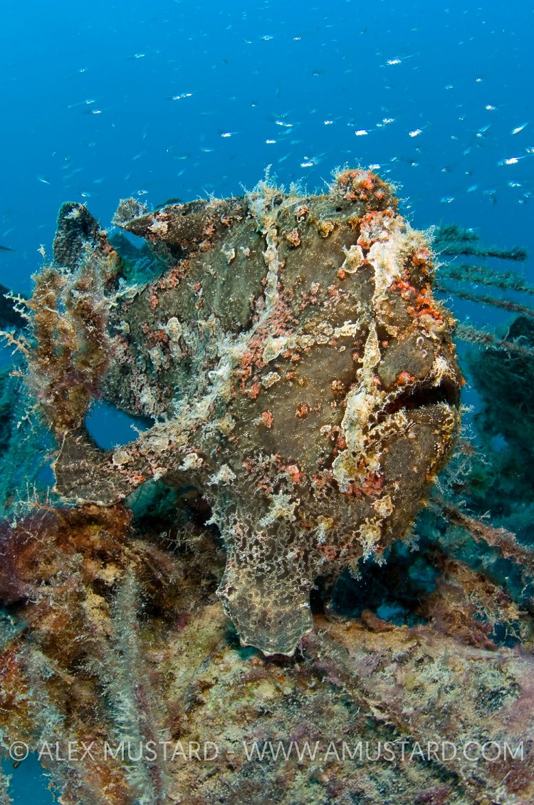 A portrait of a giant frogfish (Antennarius commersonii) hiding on an old palm tree frond. Kapalai Island, Sabah, Borneo, Malaysia. Sulawesi Sea/Celebes Sea.