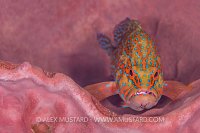 Coral Grouper On Sponge. Thailand