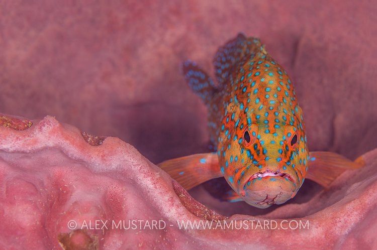 Coral Grouper On Sponge. Thailand