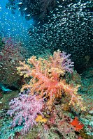Coral Reef Scene. Thailand