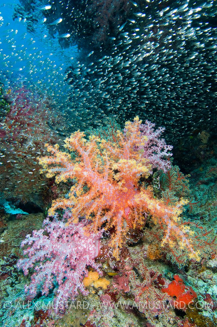 Coral Reef Scene. Thailand