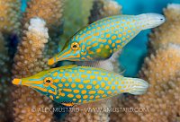 Leatherjackets. Thailand