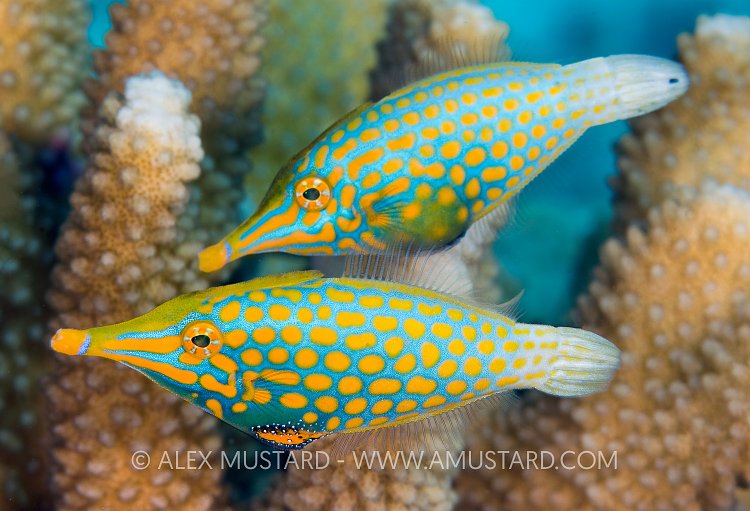 Leatherjackets. Thailand