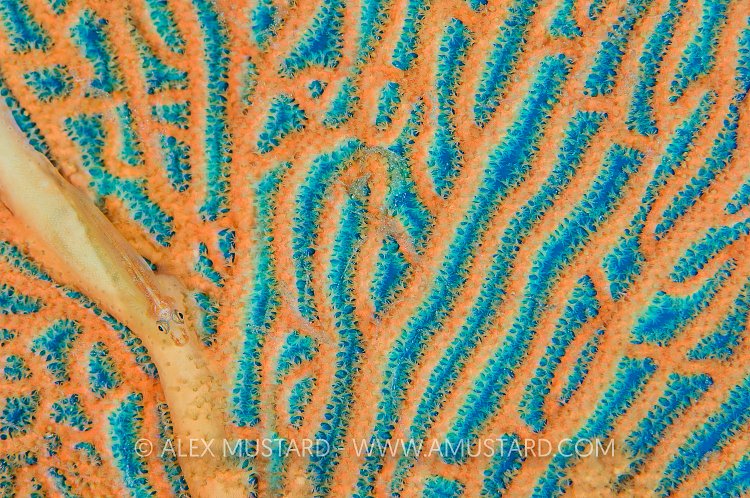 Goby On Fan. Thailand