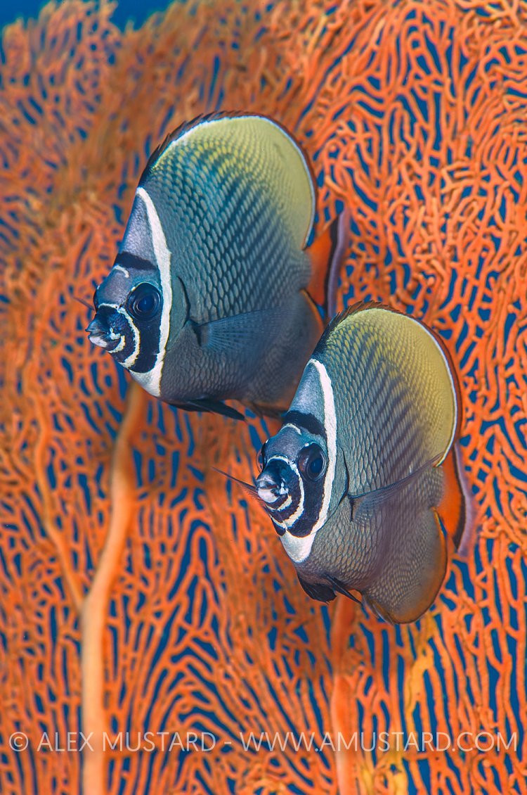 Butterflyfish Pair. Thailand