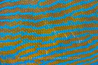 Grouper Detail. Thailand