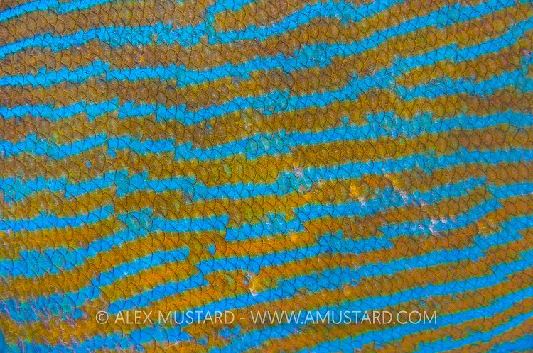 Grouper Detail. Thailand