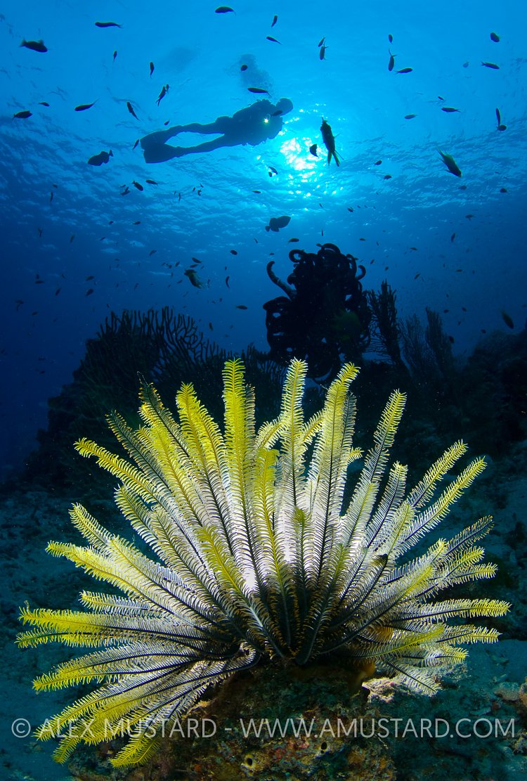 DIver and crinoid. Similan Islands, Thailand.